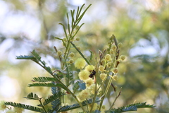 Lasioglossum peraustrale
