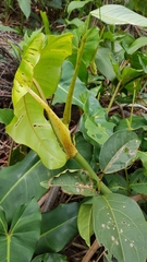 Philodendron quinquenervium