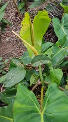 Philodendron quinquenervium