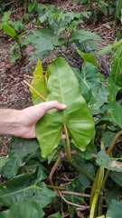 Philodendron quinquenervium