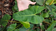 Philodendron quinquenervium