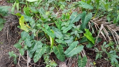 Philodendron quinquenervium