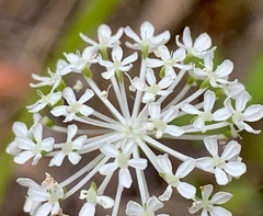 Trachymene