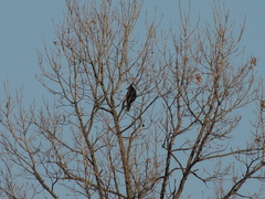 Corvus macrorhynchos