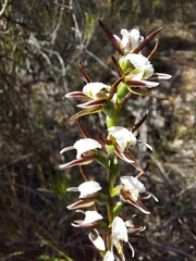 Prasophyllum odoratum
