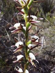 Prasophyllum odoratum