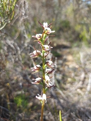 Prasophyllum odoratum