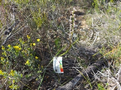 Prasophyllum odoratum