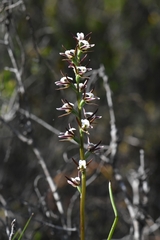 Prasophyllum odoratum