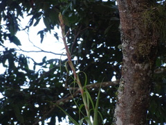 Tillandsia polystachia