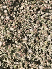 Mesembryanthemum crystallinum