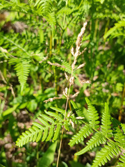 Poa angustifolia