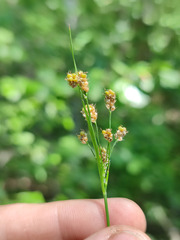 Luzula pallescens