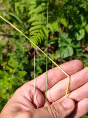 Poa angustifolia