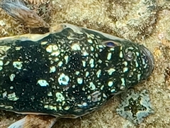 Amblyrhynchote honckenii