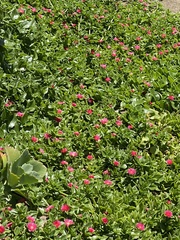 Mesembryanthemum cordifolium