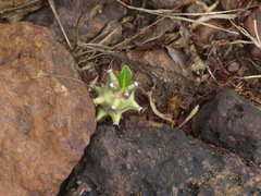 Euphorbia neriifolia