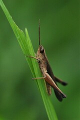 Phlaeoba fumosa