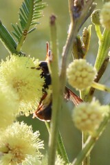 Lasioglossum peraustrale