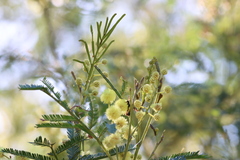 Lasioglossum peraustrale