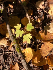 Ribes oxyacanthoides
