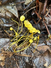Mycena oregonensis