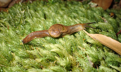 Parmavitrina rubrica