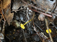 Mycena oregonensis
