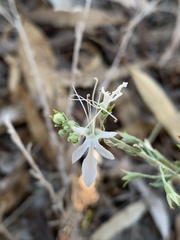 Teucrium racemosum