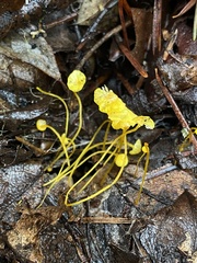 Mycena oregonensis