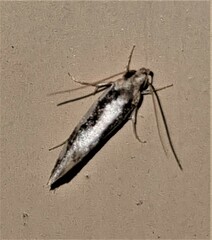 Machetis diamochla