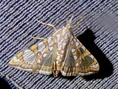 Glyphodes sibillalis