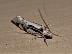 Machetis diamochla