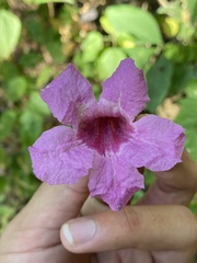 Handroanthus