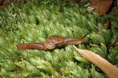 Parmavitrina rubrica