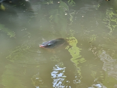 Oreochromis