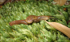 Parmavitrina rubrica