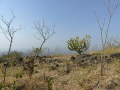 Euphorbia neriifolia