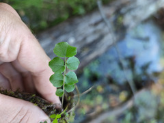 Cardamine dentata