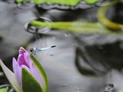 Brachydiplax denticauda