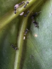 Dolichoderus thoracicus