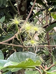 Clematis leschenaultiana
