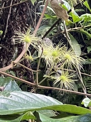 Clematis leschenaultiana