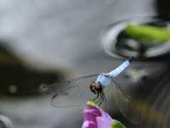 Brachydiplax denticauda