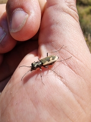 Neocicindela latecincta
