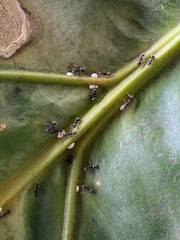 Dolichoderus thoracicus