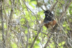 Pipilo erythrophthalmus alleni