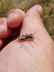 Neocicindela latecincta
