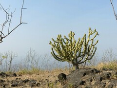 Euphorbia neriifolia
