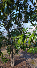 Cephaleuros virescens